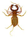 Thelyphonus sepiaris