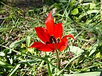 Tulipa agenensis