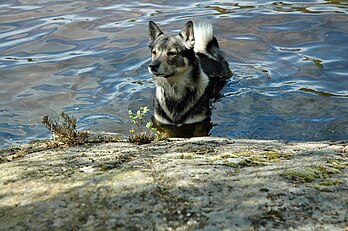 Swedish Vallhund in the lake, curly tail
