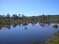 Vereda em Lagoa Grande, MG.