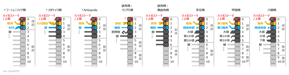 様々な節足動物に見られる関節肢、体節と合体節の対応関係 暗灰色：頭部/前体の体節、薄灰色：後体/胴部/胸部以降の体節