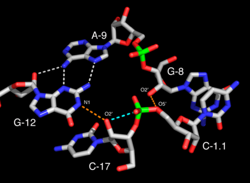 Site actif d'un ribozyme en tête de marteau complet. Le résidu G12 est positionné de façon cohérente avec son rôle de base dans la réaction de clivage tandis que l'hydroxyle 2' du résidu G8 est positionné conformément à son rôle d'acide pour une catalyse acide/basique. Les liaisons hydrogène potentiellement « actives » sont soulignées en pointillés orange. L'oxygène 2' du résidu C17 apparaît aligné pour une attaque nucléophile le long de la trajectoire matérialisée par une ligne pointillée bleue.