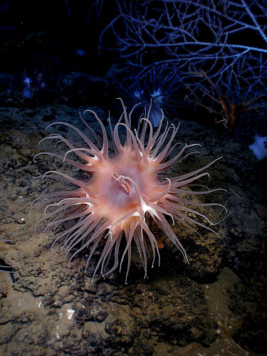 Актиния Actinostola sp. в Мексиканском заливе