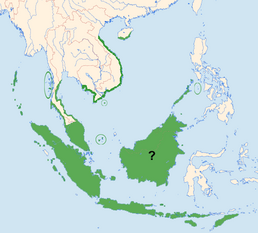 Ареал виду (включно з ареалом калімантанських саланган)