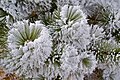 Air hoar on pine branches