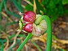 Young garlic bulbs (Allium sativum)