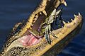 American Alligator eating Blue Crab