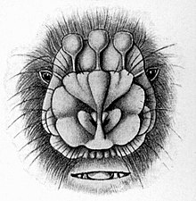 A drawn depiction of the bat's face