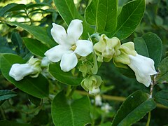 Inflorescence.