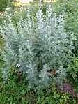 Artemisia absinthium