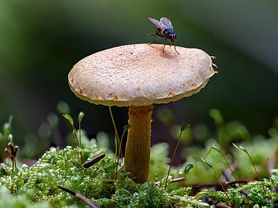 3. Platz: Junger Röhrling mit Fliege im Bruderwald in Bamberg Foto: Ermell