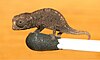 A member of the Brookesia micra species
