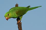 A light-green parrot with dark-green wings