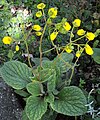 Calceolaria andina