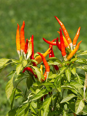 photographie de fruits de piments sur une plante.