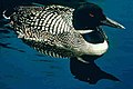Common loon, Gavia immer (A)