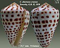 Conus eburneus crassus Sowerby, G.B. II, 1858