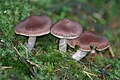 Cortinarius evernius