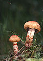 Cortinarius armillatus