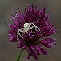 Crab spider on Allium sphaerocephalon