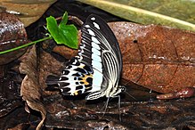 Papilio leucotaenia