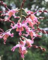 Dendrobium Margaret Thatcher, a hybrid belonging to the section Spatulata