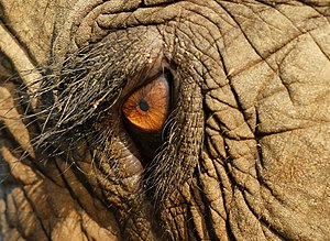 עינו של פיל אסייתי. הפיל האסייתי הוא בעל החיים היבשתי השלישי בגודלו בעולם, אחרי שני מיני הפילים האפריקניים. משקלו עשוי להגיע ל-5 וחצי טון ותוחלת החיים שלו עשויה להגיע עד 80 שנים.