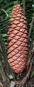 Encephalartos sclavoi cone, by Muhammad Mahdi Karim