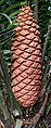 Encephalartos sclavoi reproductive cone