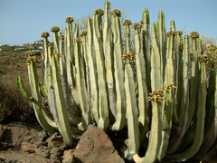 Euphorbia canariensis