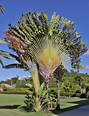 Photo of Fajardo, Puerto Rico El Conquistador resort grounds with traveller tree, taken January 2004 by User:Stan Shebs