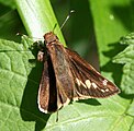 Adult female, dorsal view.