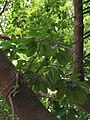 A picture of Ficus Superba Var. Japonica