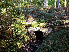 Vue d'une source dans une forêt.