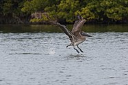 Brown pelican (Pelecanus occidentalis)