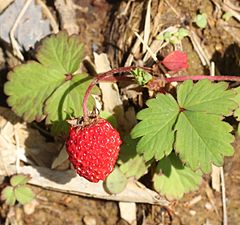 Description de l'image Fragaria iinumae (fruits).jpg.