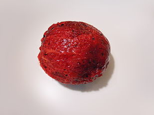 Fruit prepared from Stenocereus queretaroensis