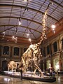 Image 19The Dinosaur Hall of the Naturkundemuseum, Berlin, showing the skeleton of Giraffatitan brancai, among the largest mounted skeletons in the world
