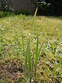 Линейные листья шпажника итальянского (Gladiolus italicus)