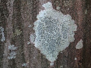 Le Graphis scripta (en)[k] vit préférentiellement sur les feuillus à écorce lisse, principalement dans la partie inférieure du tronc, en milieu forestier plus ou moins ombragé[61].