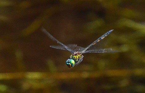 Hemicordulia asiatica male