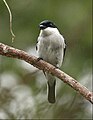 Black Flycatcher