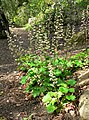 Heuchera maxima