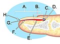 2013年3月14日 (四) 13:18版本的缩略图