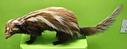 Brown and white stuffed mustelid with green background