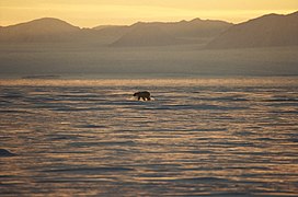 Un oso polar en la costa oriental de Groenlandia.