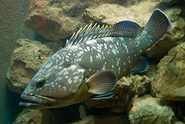 Epinephelus marginatus (Serranidae).