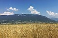 The Semnoz seen from a wheat field on top of Héry-sur-Alby's hill.