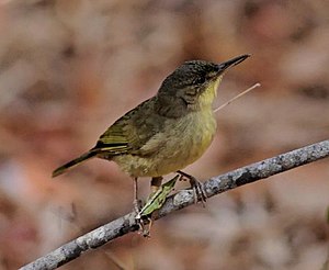 Bernieria madagascariensis (이전에는 직박구리과로 분류)