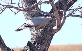 Madagascan harrier-hawk near Mahaboboka